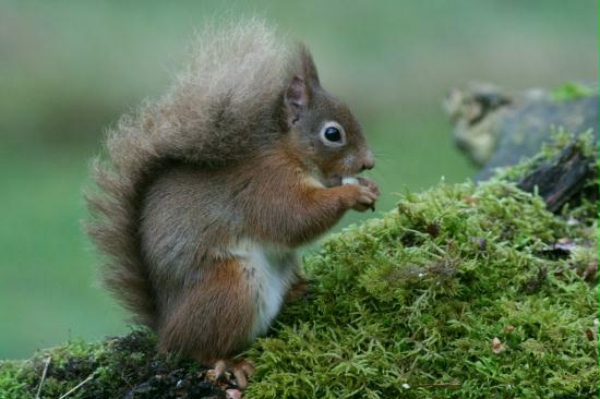 Red Squirrel <i>Sciurus vulgaris</i>